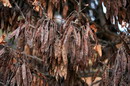 Judas tree